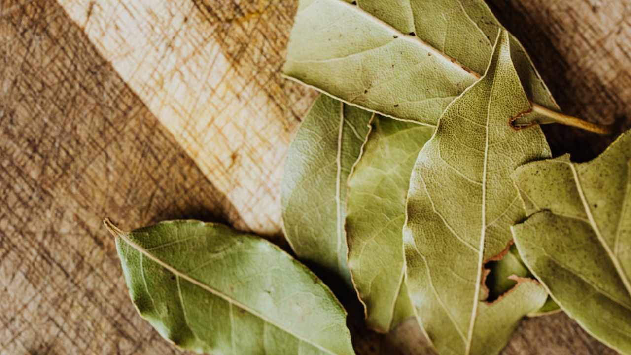 El truco del laurel