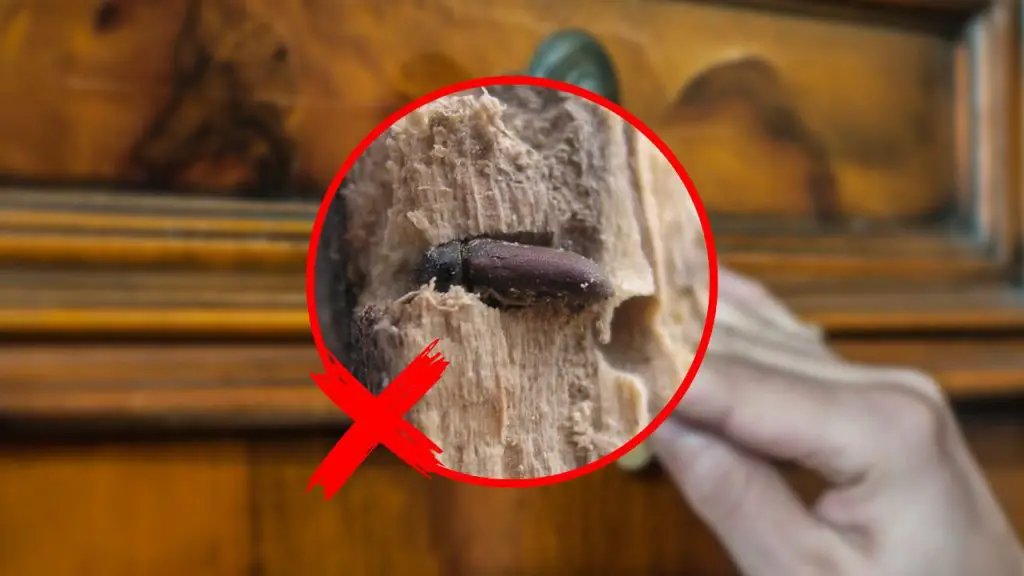 Carcoma en muebles, deshazte de ellas inmediatamente con este remedio natural – Mis Consejos Jardinería