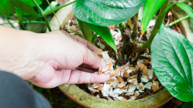 Cáscaras de huevo en plantas.