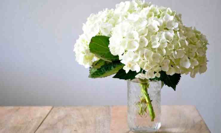hortensia blanca