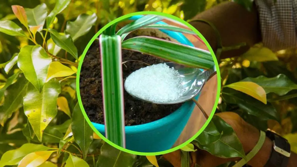 Poner azúcar en las plantas: los beneficios que nadie esperaría – Mis Consejos Jardinería