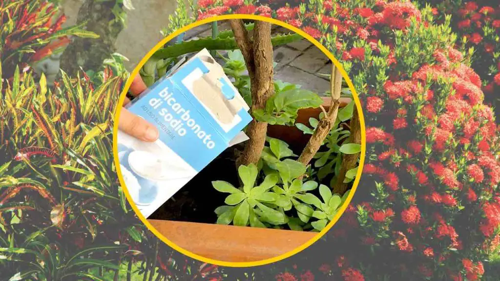 Bicarbonato de sodio, echa una cucharadita a las plantas: lo que verás es fuera de lo común – Mis Consejos Jardinería