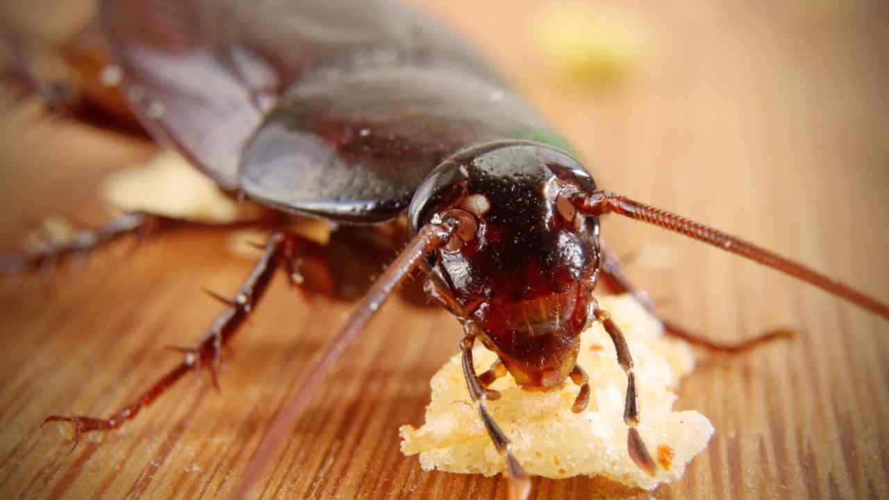 Cucaracha
