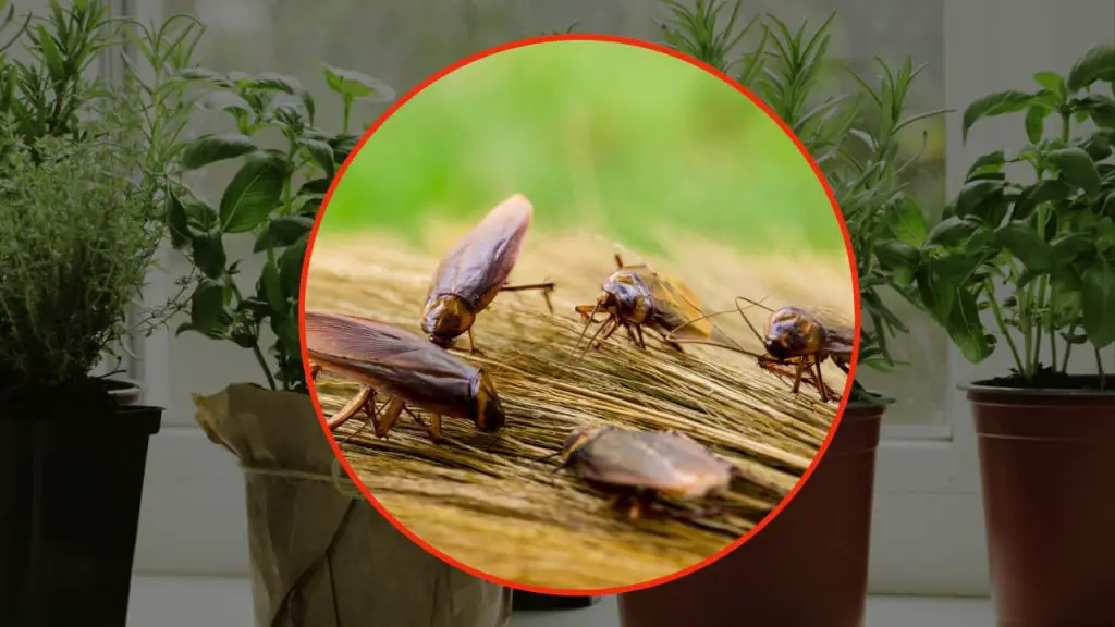 Cucarachas, pon esta aromática planta en tu casa: la odian