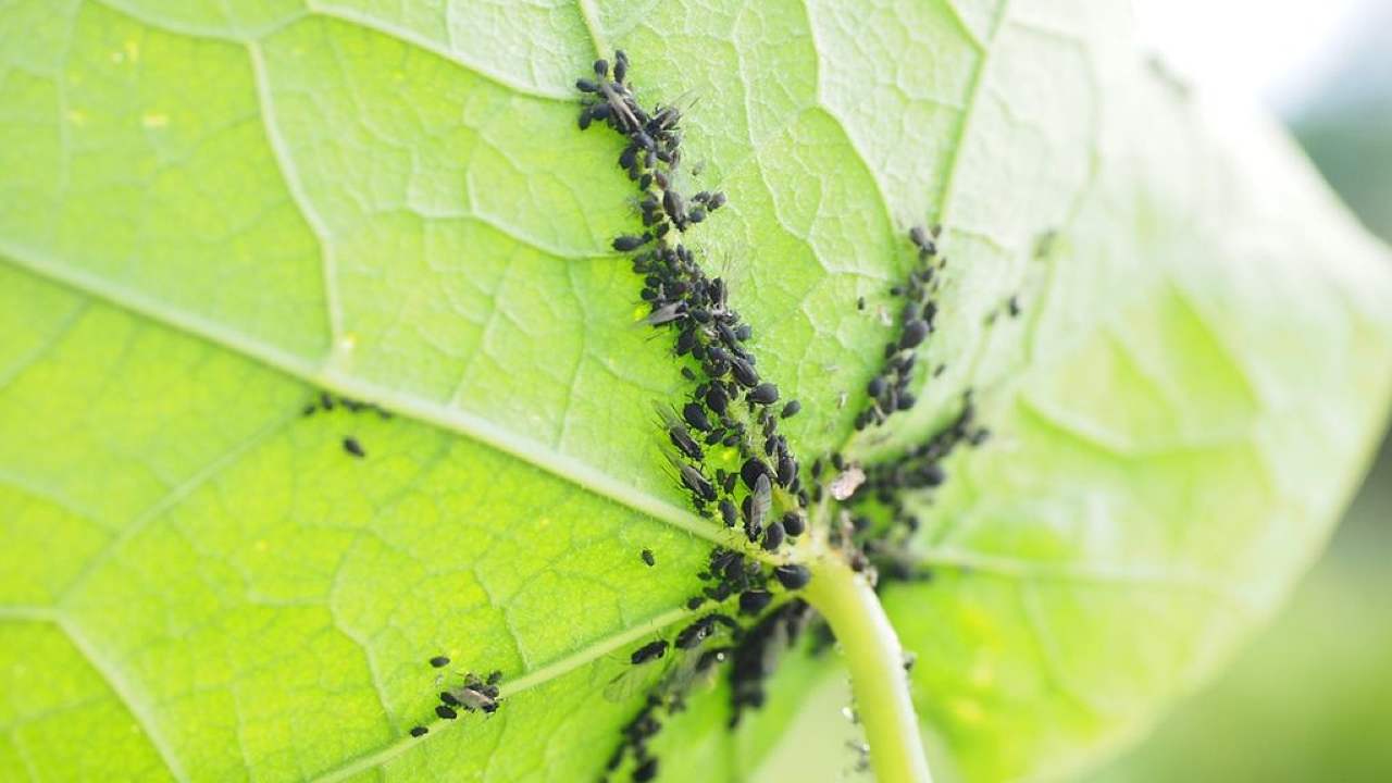 ácaros