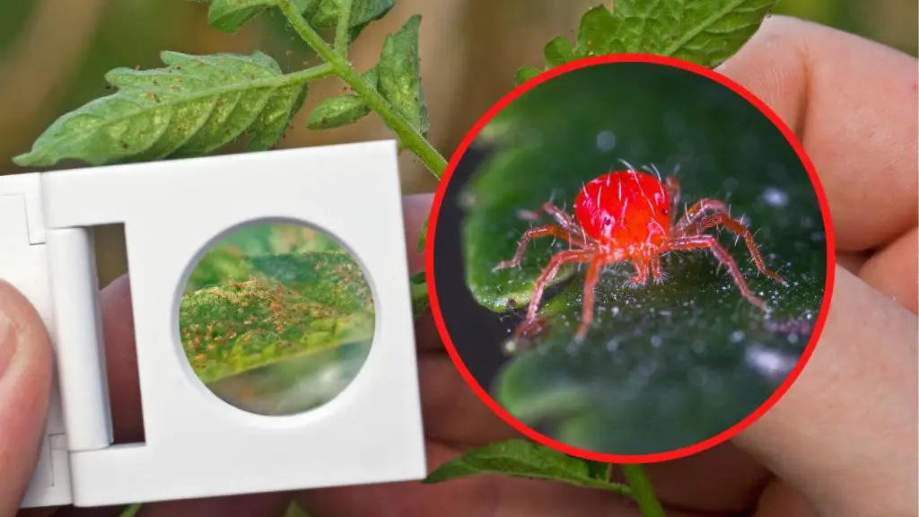 Ácaros en las plantas, el método infalible para eliminarlos en poco tiempo – Mis Consejos Jardinería