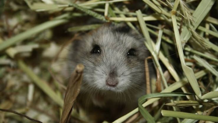 Ratonera