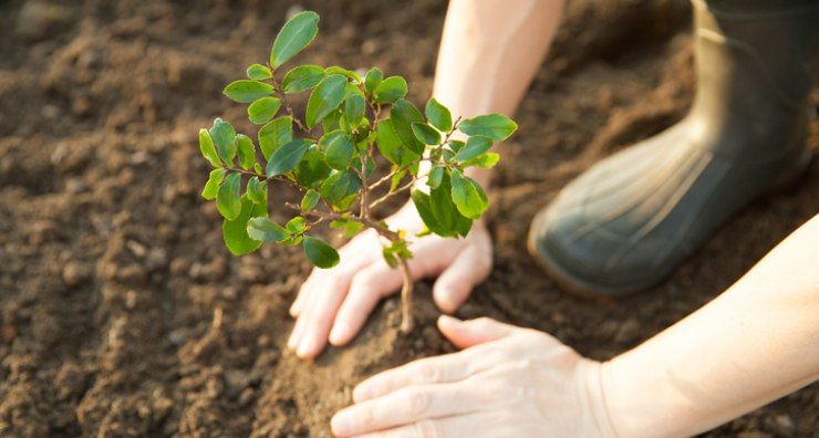 Planta