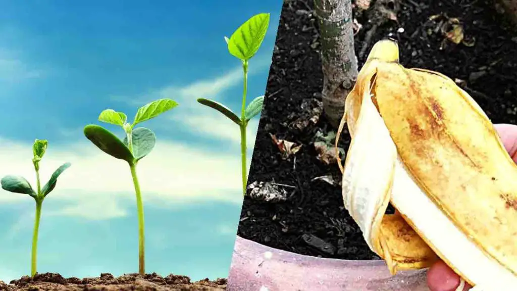 Cáscaras de plátano, no las tires: ponlas en las plantas de tu casa