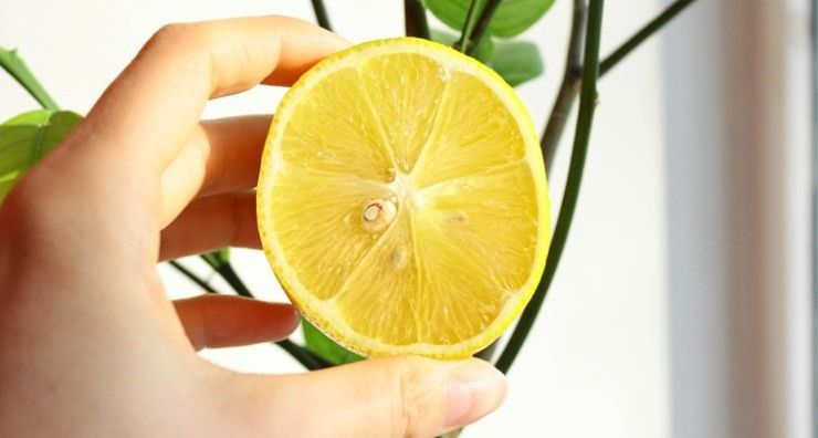 Limón