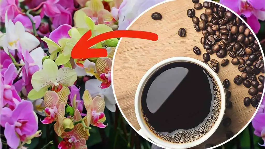 Café en orquídeas: he aquí por qué siempre debes ponerlo