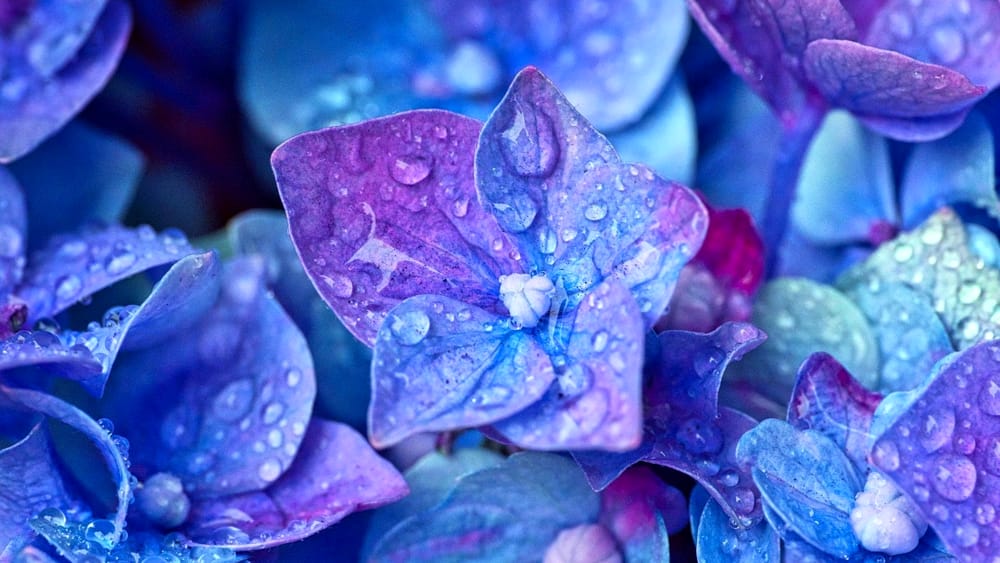 hortensias