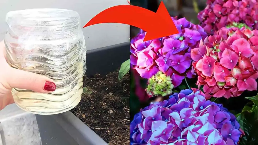 Hortensias, vierta un vaso de vinagre en el jarrón: inmediatamente plantas más hermosas en 24 horas – Mis Consejos Jardinería