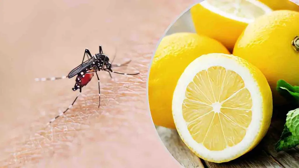 Mosquitos, la mezcla a base de limón que los destruye en 2 segundos: adiós picazón para siempre – Mis Consejos Jardinería