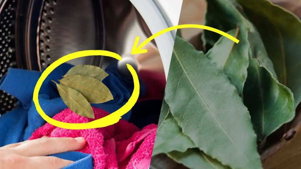 Laurel en la lavadora, te sorprenderá nada más ver la ropa: colada impecable – Mis Consejos Jardinería