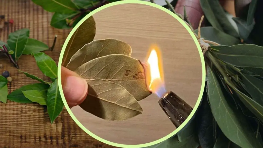 Laurel se va, todos los queman en sus casas: lo que pasa te sorprenderá – Mis Consejos Jardinería