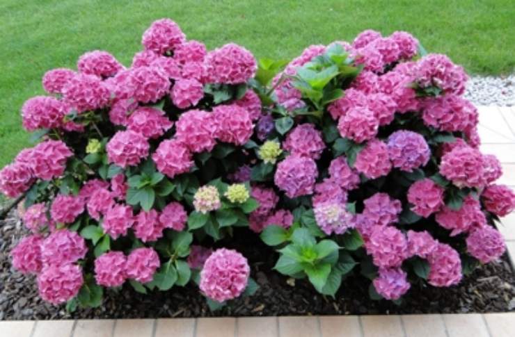 hortensia rosa