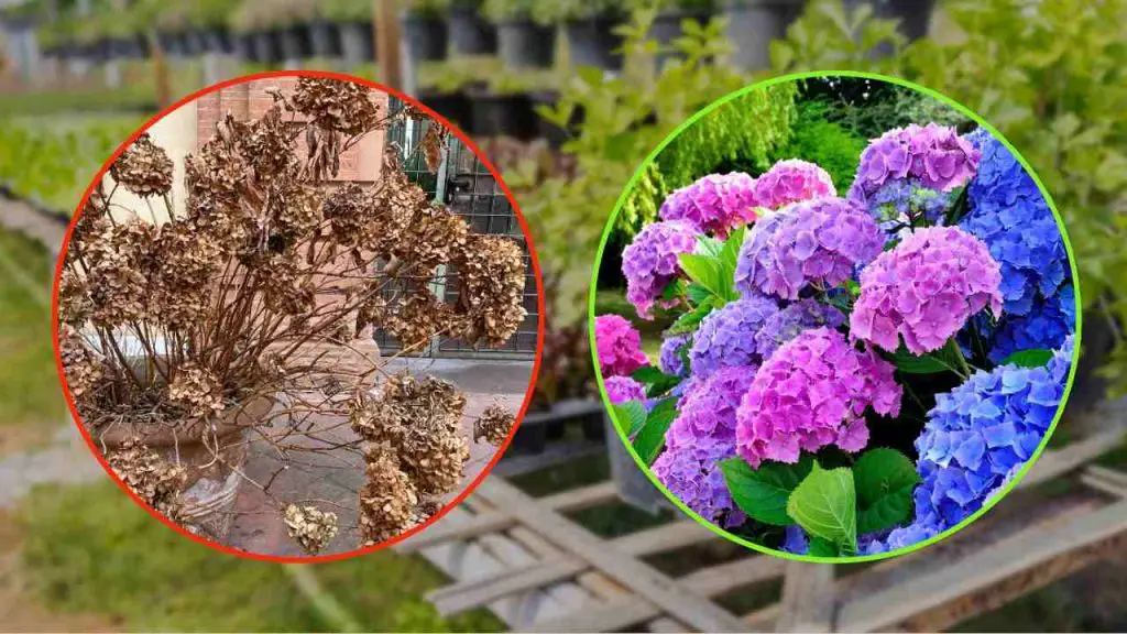 Hortensia seca y marchita, el truco de los viveristas para recuperarla: más frondosa que antes – Mis Consejos Jardinería
