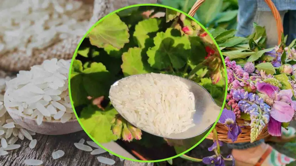 Arroz, pon una cucharada en las plantas: el truco del jardinero para hacerlas crecer rápido – Mis Consejos Jardinería