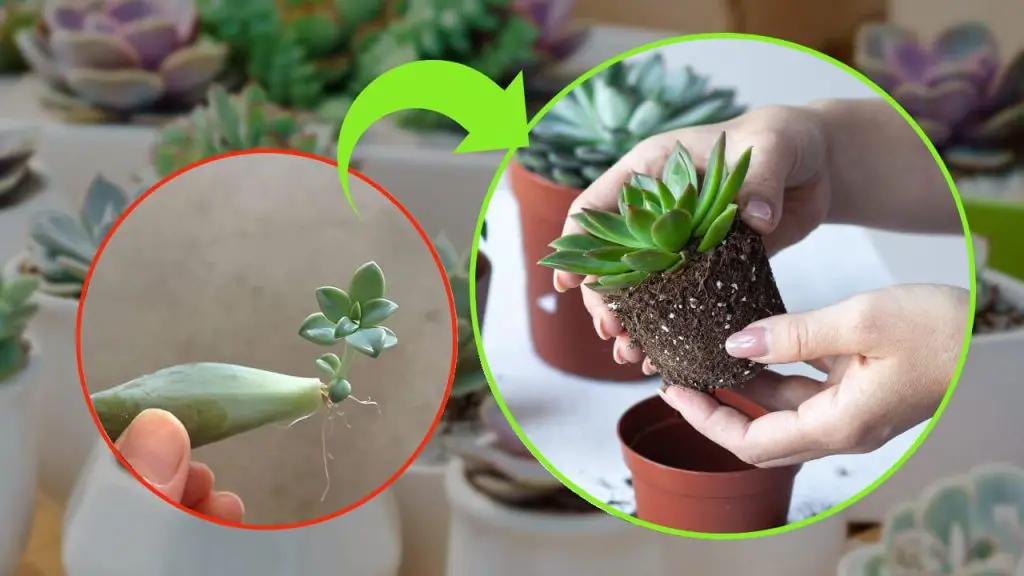 Plantas suculentas, cómo reproducirlas con una sola hoja: hasta un viverista sueña con resultados así – Mis Consejos Jardinería