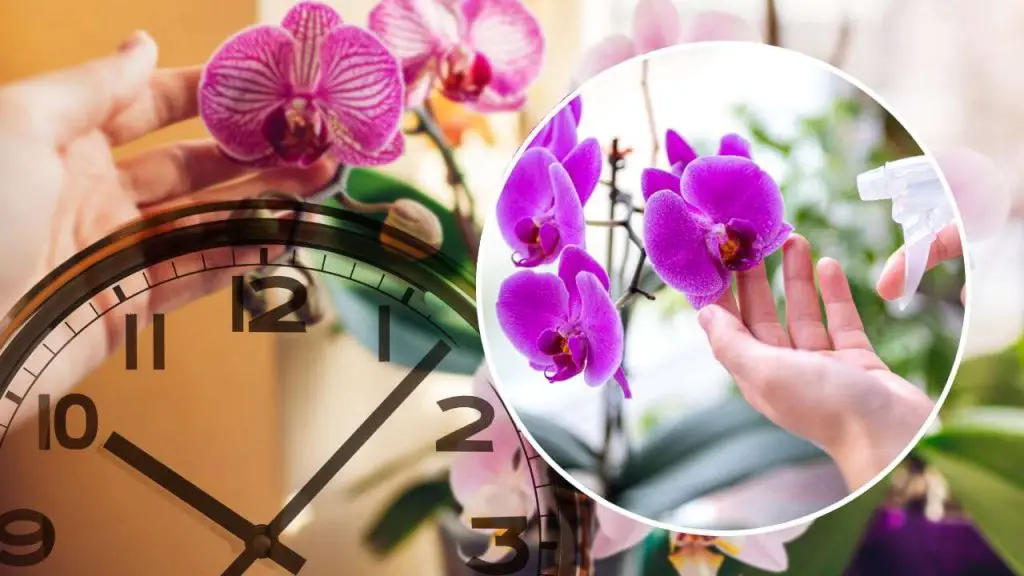 Preciosa y exuberante orquídea, sólo si la riegas en esta época: nadie lo hace nunca – Mis Consejos Jardinería