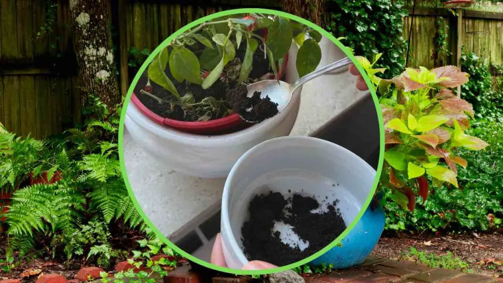 Preparas café en plantas, ¿lo has probado alguna vez? Prepárate para ser la envidia de todo el barrio – Mis Consejos Jardinería