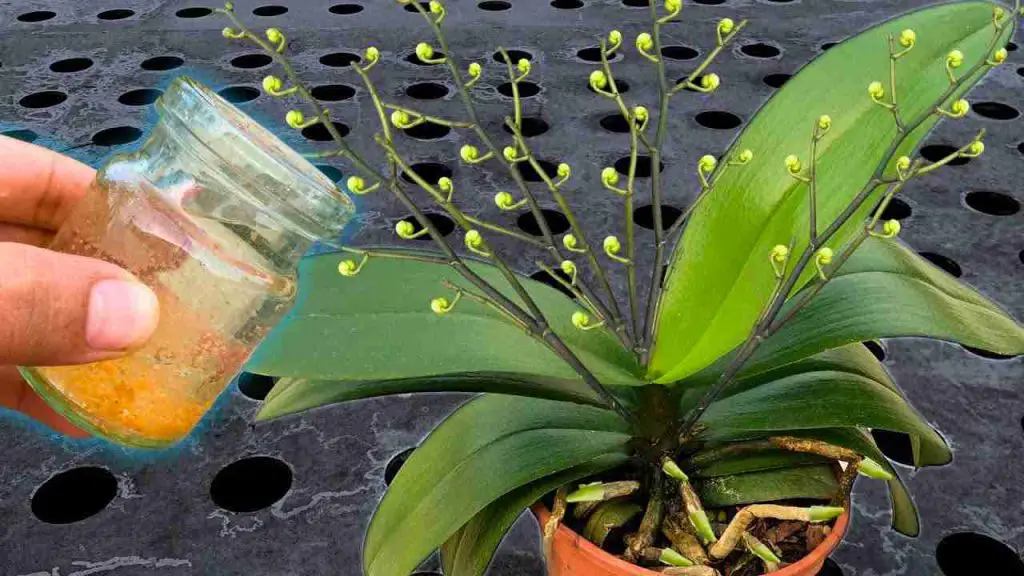 Riega todas las plantas con esta agua: incluso las flores más secas florecerán – Mis Consejos Jardinería