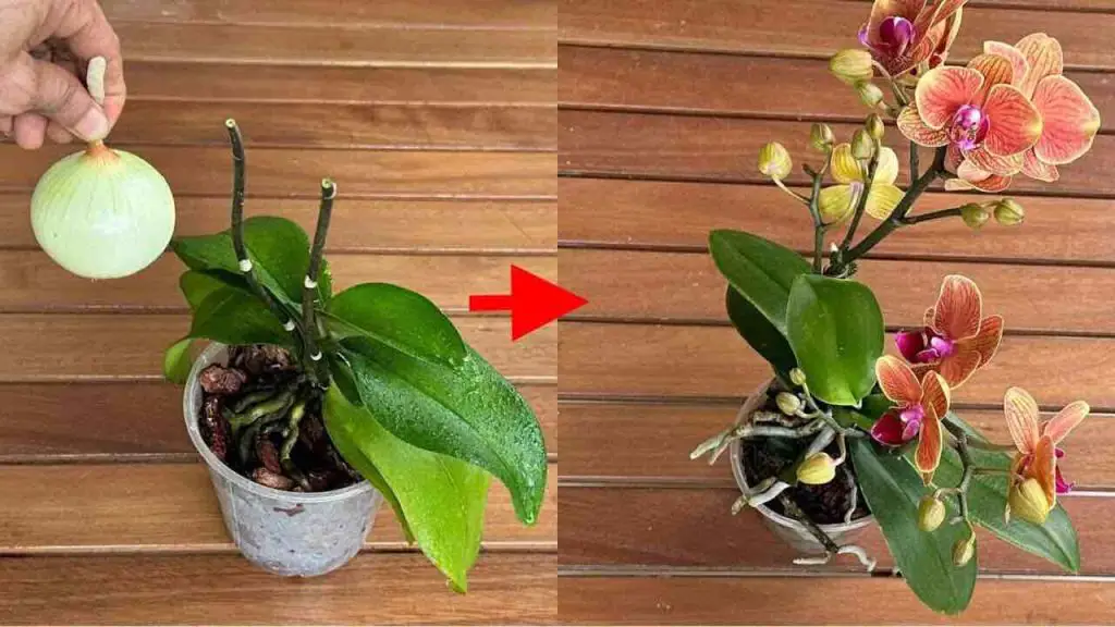 Después de hacer esto, todas tus orquídeas florecerán sin parar: pruébalo – Mis Consejos Jardinería