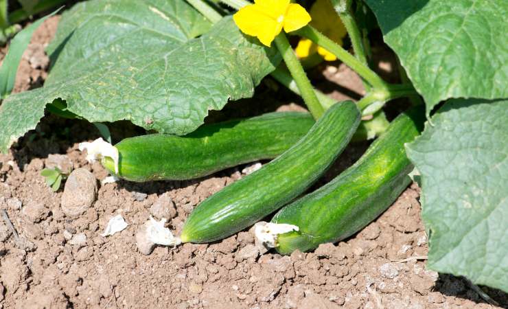 Planta de pepino