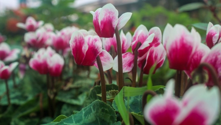 Plantas exuberantes