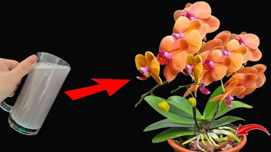 Úsalo regularmente para plantas y tendrás flores y raíces fuertes: infinitamente exuberantes – Mis Consejos Jardinería
