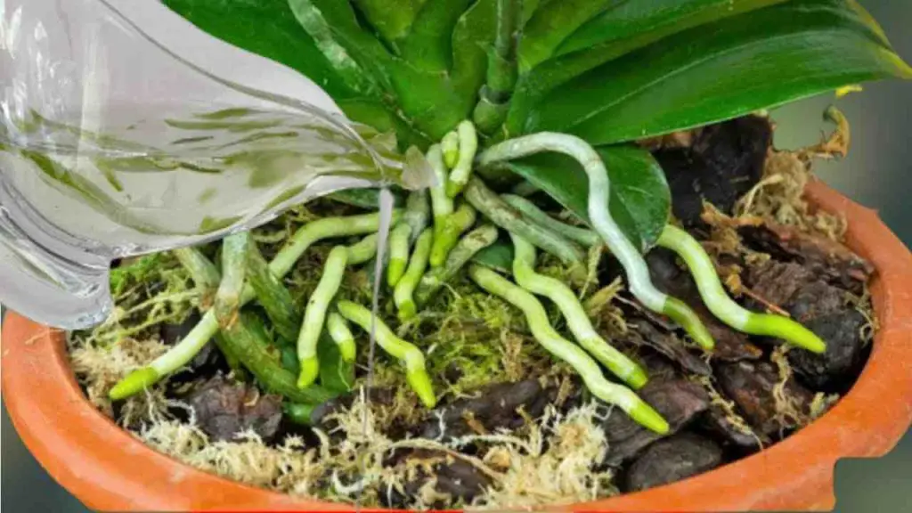 Una sustancia que hace que las raíces y las flores florezcan de las orquídeas durante todo el año: exuberante – Mis Consejos Jardinería