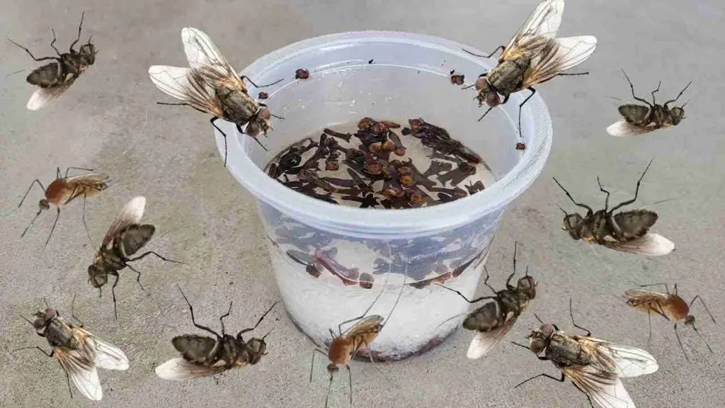 Esto hace que las moscas, los mosquitos y las cucarachas se alejen en menos de 10 minutos. – Mis Consejos Jardinería