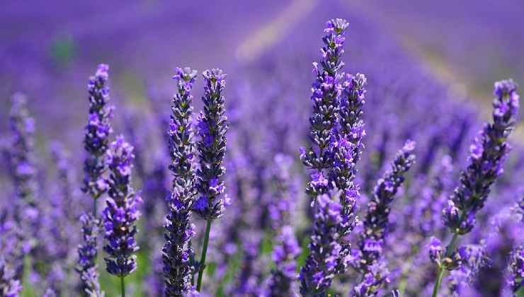 Esquejes de propagación de lavanda