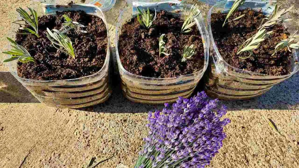 Lavanda, así es como propagarla y cultivarla a partir de esquejes: así es como se reproduce sin cesar – Mis Consejos Jardinería