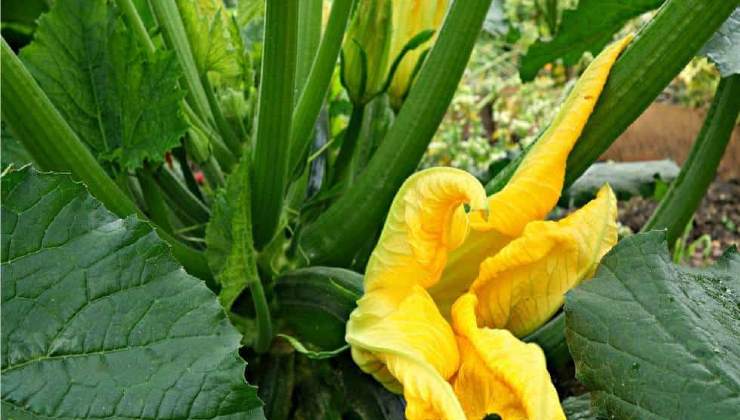 Podar la planta del exceso de hojas
