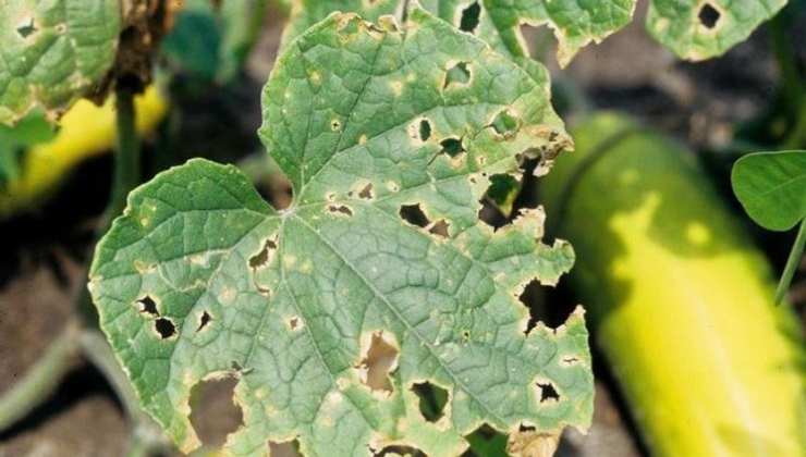 Cuidado de las plantas de calabacín