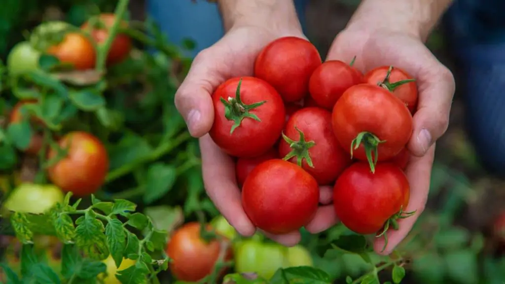 Los tomates, con este truco aumentan el rendimiento de tus plantas en un 30% – Mis Consejos Jardinería