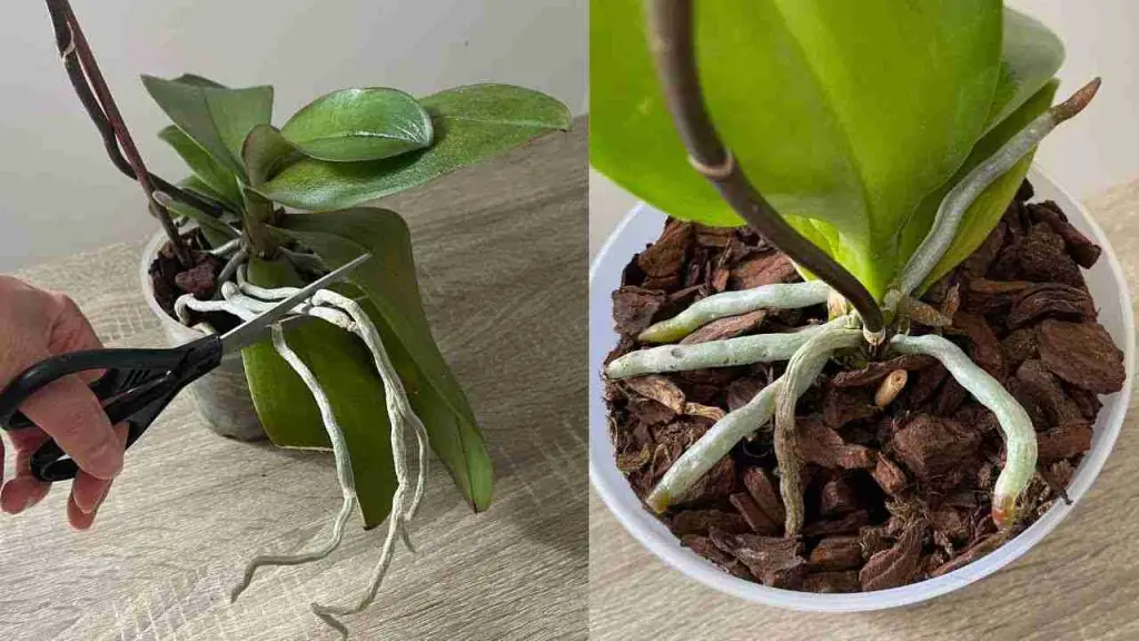 Abundantes flores y raíces de la orquídea si haces este proceso 1 vez al mes – Mis Consejos Jardinería