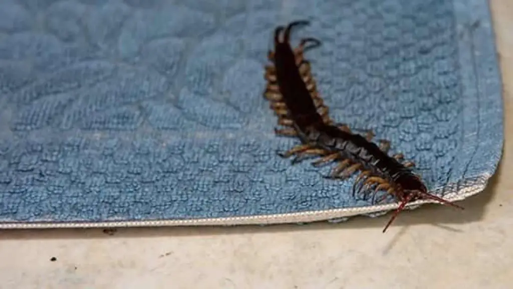 Si ves este insecto en casa no lo aplastes: qué podría pasar – Mis Consejos Jardinería