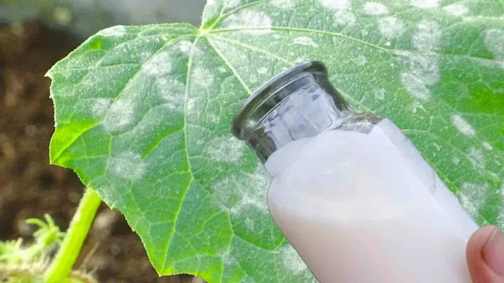 La defensa más fuerte para el jardín contra todo tipo de enfermedades: no más hojas amarillas – Mis Consejos Jardinería
