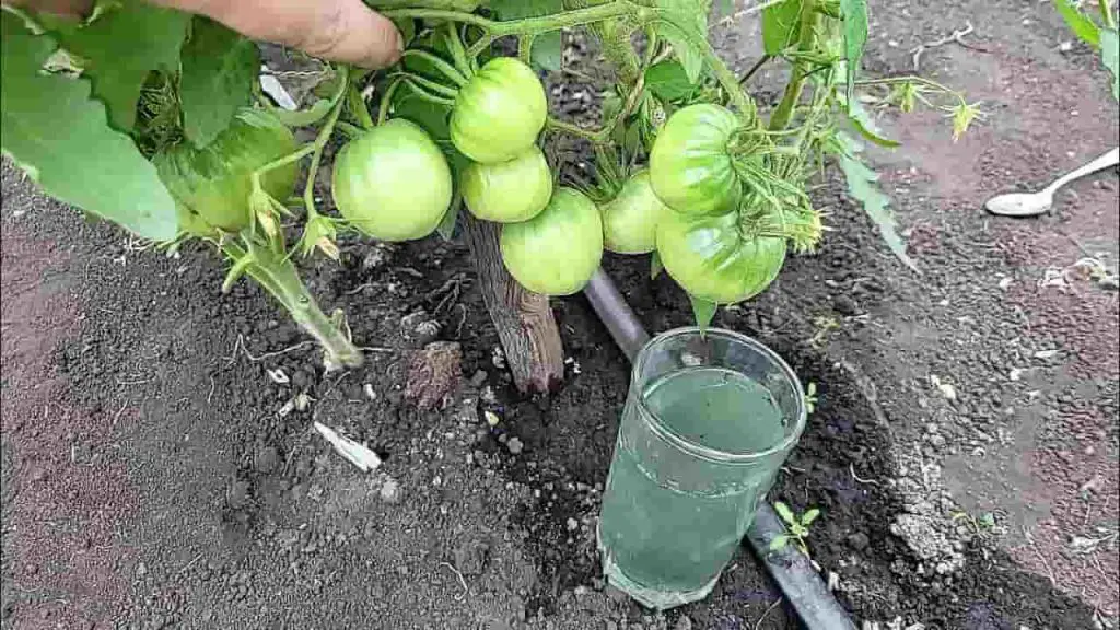Tomates grandes por fuera y jugosos por dentro, plántalos así y verás el doble de cosecha – Mis Consejos Jardinería