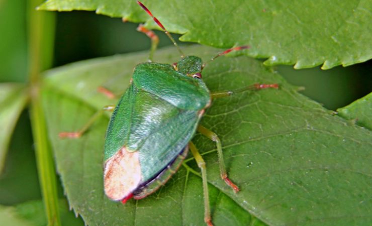 bichos verdes