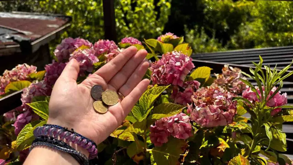 Monedas de cobre en las flores del jardín: sólo lo que sucede dentro de 1 mes – Mis Consejos Jardinería