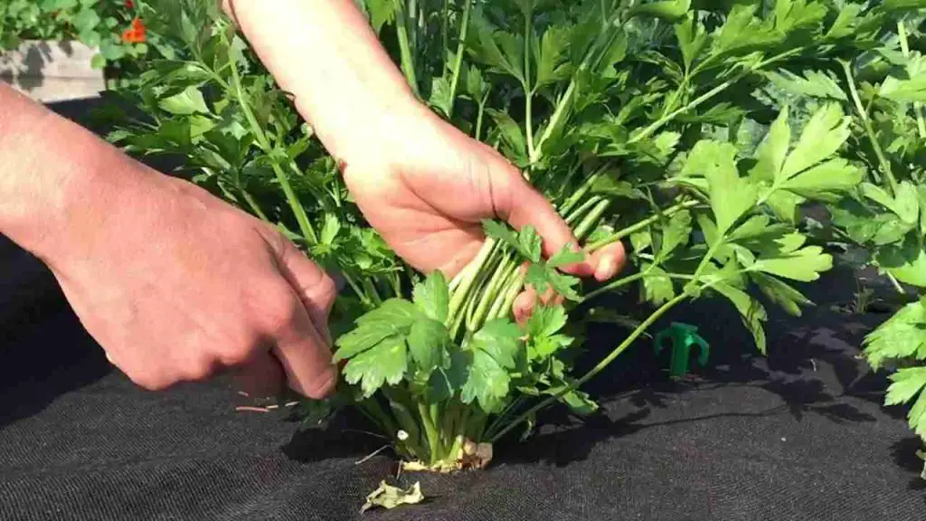 Perejil, cuándo cosecharlo y conservarlo perfectamente: no te equivoques – Mis Consejos Jardinería