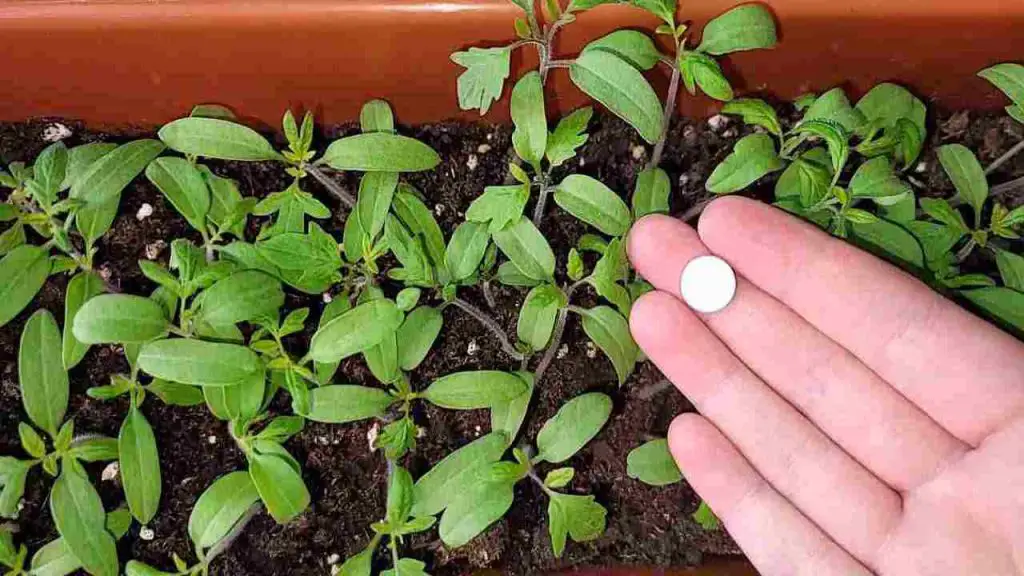 Dona una súper cosecha, entiérrala en todas las plántulas del jardín y verás los resultados – Mis Consejos Jardinería