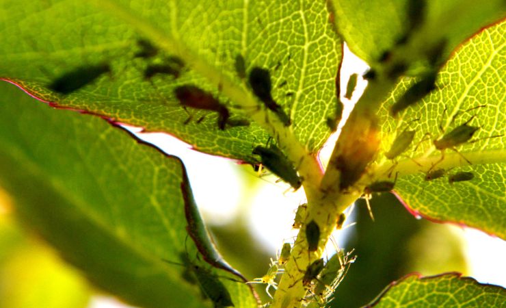 Plagas de plantas
