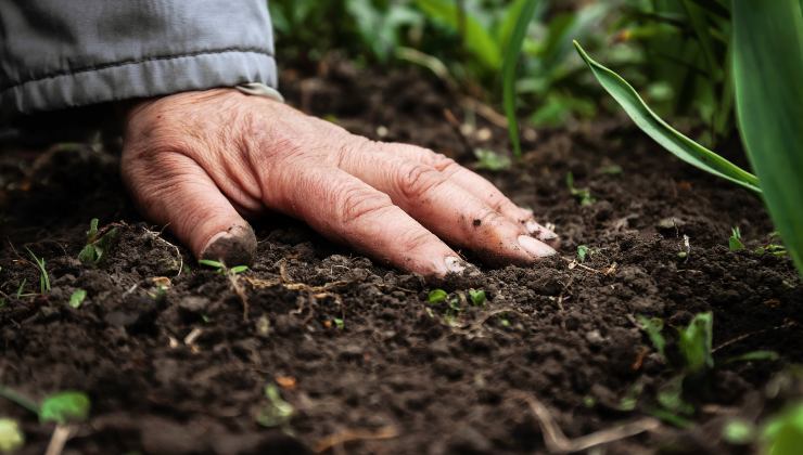 Fertilizante para plantas