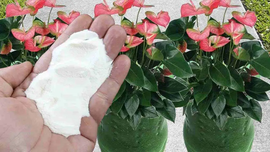 Con tan solo una cucharada de este ingrediente explotarás la floración de las plantas – Mis Consejos Jardinería