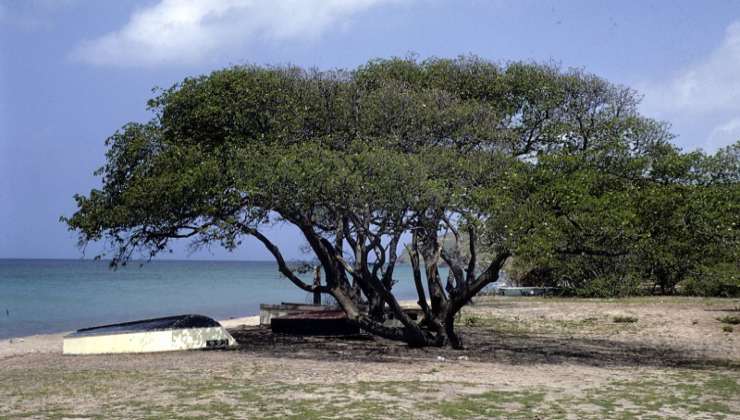 Árbol de la Muerte
